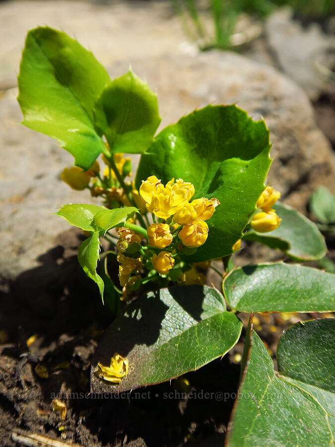 creeping Oregon-grape (Mahonia repens (Berberis repens)) [North Point, Lookout Mountain, Ochoco National Forest, Crook County, Oregon]