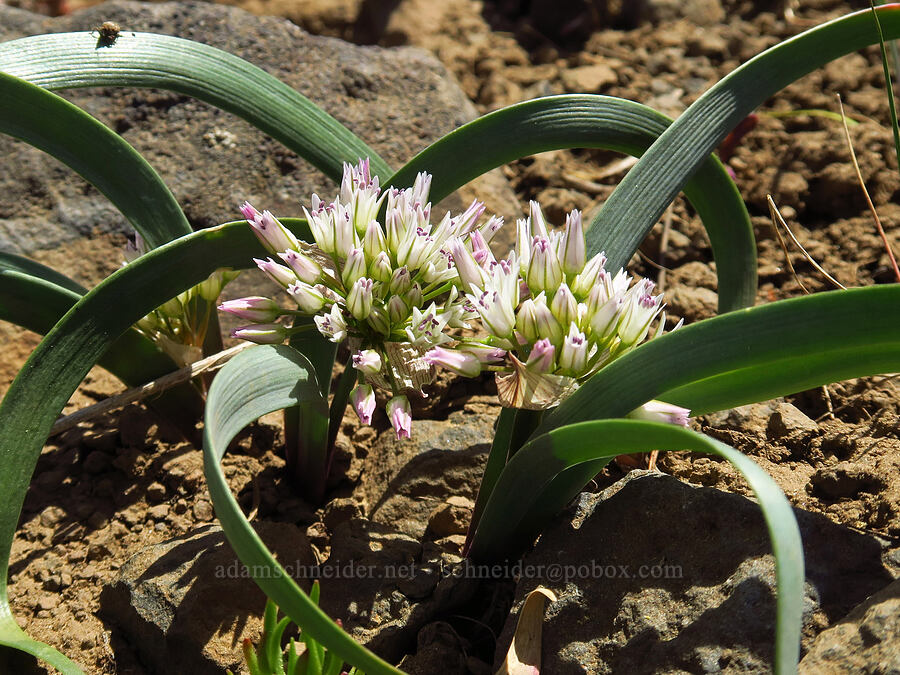 Tolmie's onion (Allium tolmiei) [Lookout Mountain Trail, Ochoco National Forest, Crook County, Oregon]