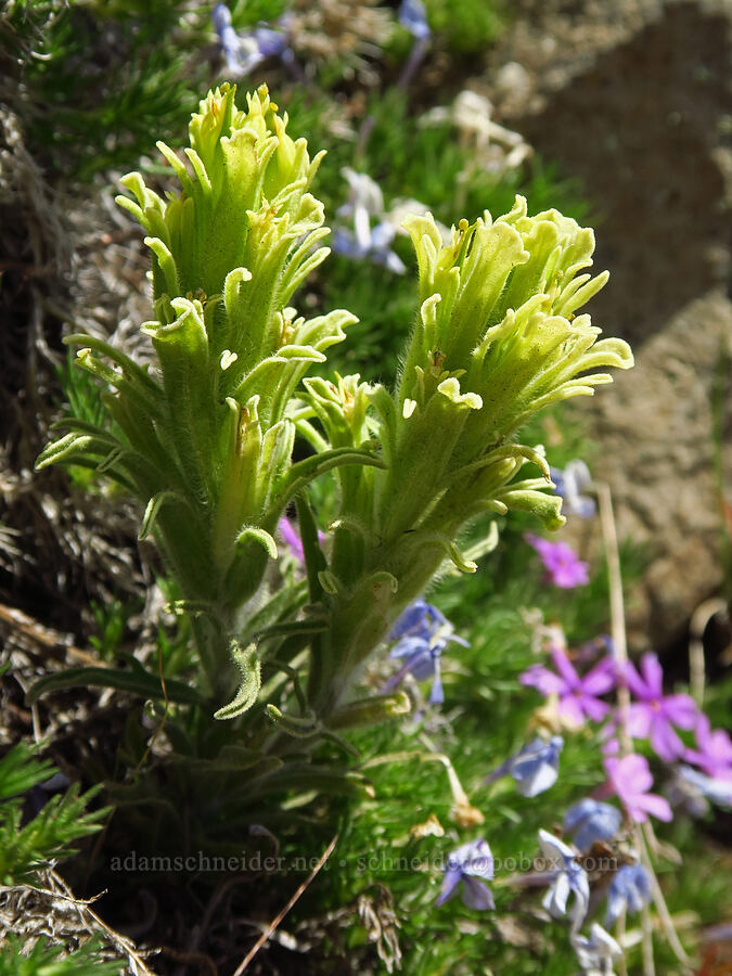 pale paintbrush & Hood's phlox (Castilleja oresbia, Phlox hoodii) [Lookout Mountain Trail, Ochoco National Forest, Crook County, Oregon]
