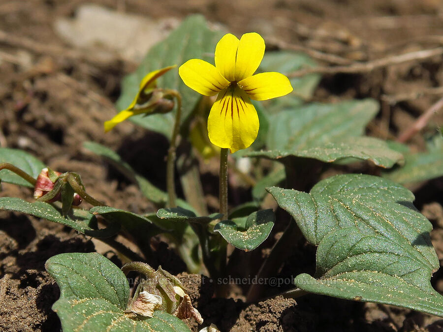 goose-foot violet (Viola purpurea var. venosa) [Lookout Mountain Trail, Ochoco National Forest, Crook County, Oregon]