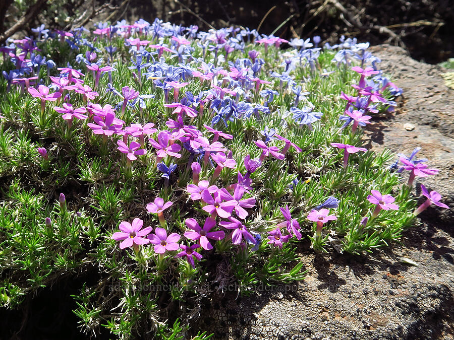 Hood's phlox (Phlox hoodii) [Lookout Mountain Trail, Ochoco National Forest, Crook County, Oregon]