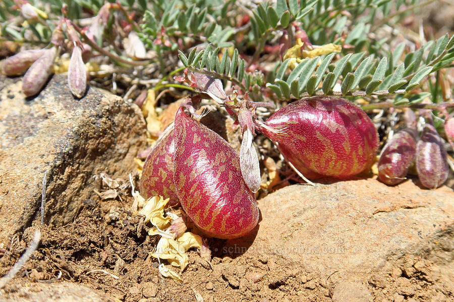 balloon-pod milk-vetch (Astragalus whitneyi var. sonneanus) [Lookout Mountain Trail, Ochoco National Forest, Crook County, Oregon]
