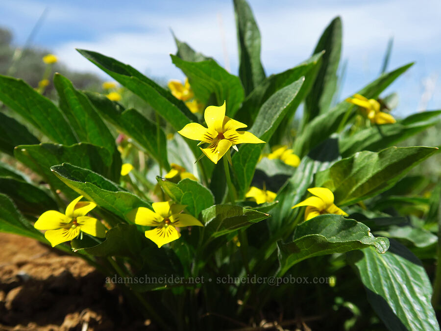 upland yellow violet (Viola praemorsa ssp. linguifolia) [Lookout Mountain Trail, Ochoco National Forest, Crook County, Oregon]