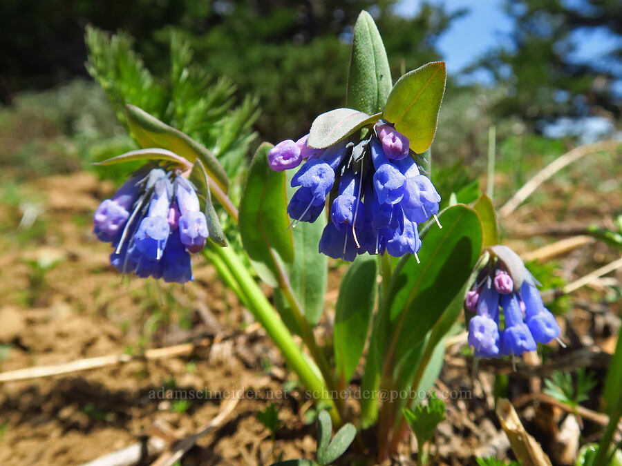 sagebrush bluebells (Mertensia oblongifolia) [Lookout Mountain, Ochoco National Forest, Crook County, Oregon]
