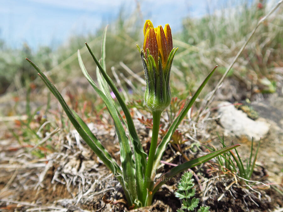 false agoseris, budding (Nothocalais troximoides (Microseris troximoides)) [Lookout Mountain, Ochoco National Forest, Crook County, Oregon]
