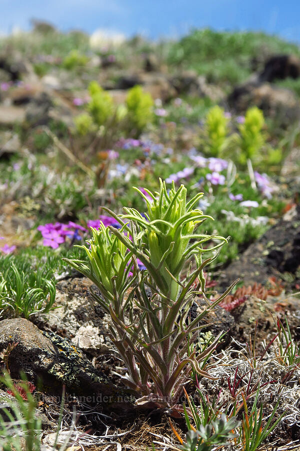 pale paintbrush & Hood's phlox (Castilleja oresbia, Phlox hoodii) [Lookout Mountain, Ochoco National Forest, Crook County, Oregon]