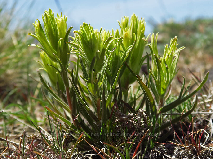 pale paintbrush (Castilleja oresbia) [Lookout Mountain, Ochoco National Forest, Crook County, Oregon]