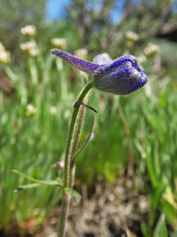 budding larkspur surrounded by pussy-toes (Delphinium nuttallianum, Antennaria luzuloides) [Line Butte Tie Trail, Ochoco National Forest, Crook County, Oregon]