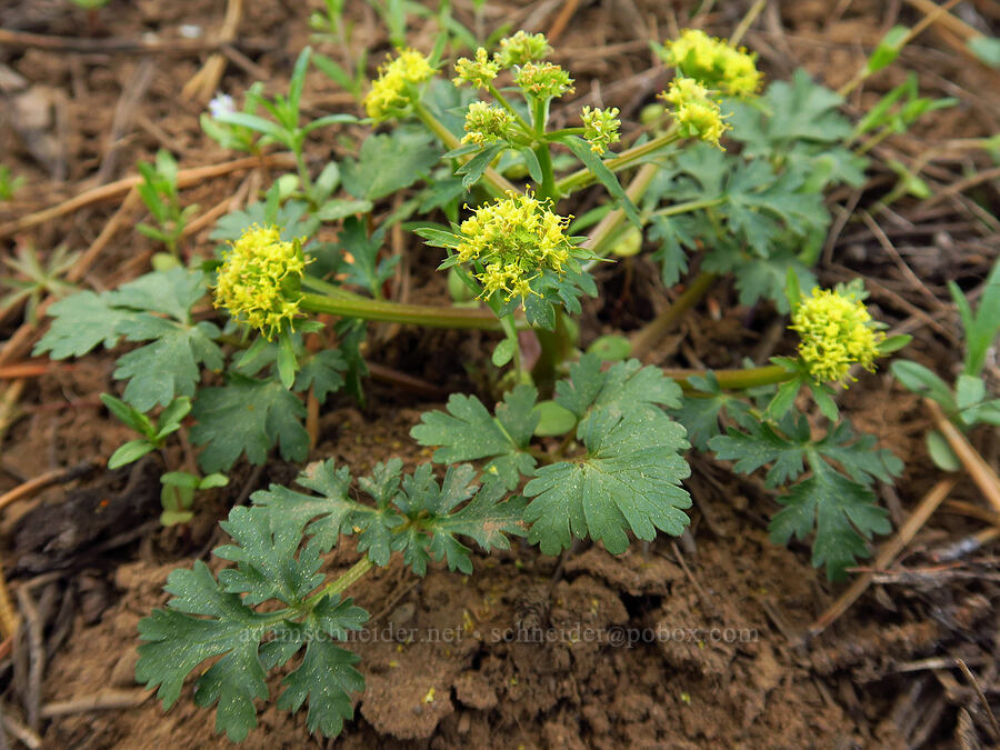 northern sanicle (Sanicula graveolens) [Independent Mine Trail, Ochoco National Forest, Crook County, Oregon]