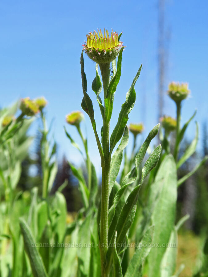 Eaton's shaggy fleabane, budding (Erigeron eatonii var. villosus) [Independent Mine Trail, Ochoco National Forest, Crook County, Oregon]