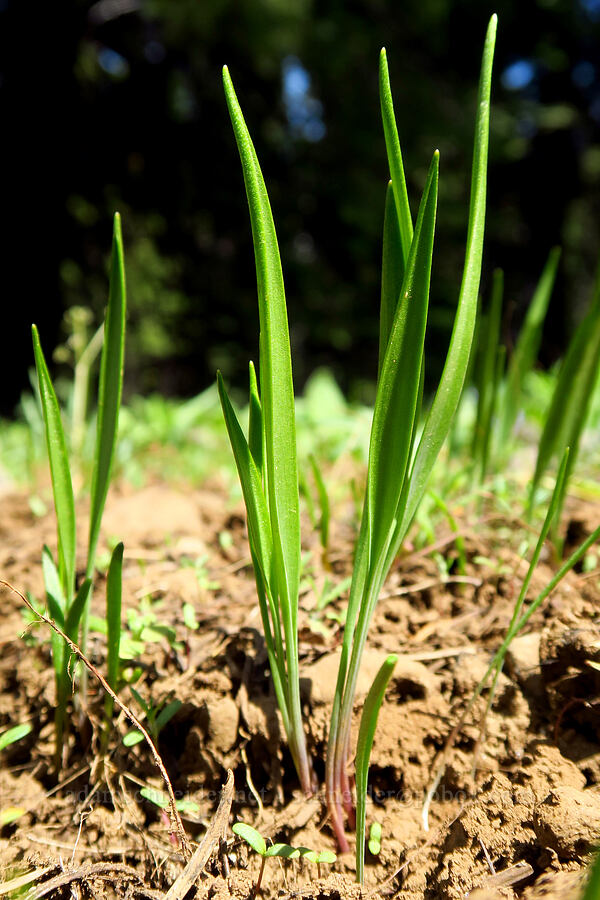 monocot leaves [Independent Mine Trail, Ochoco National Forest, Crook County, Oregon]