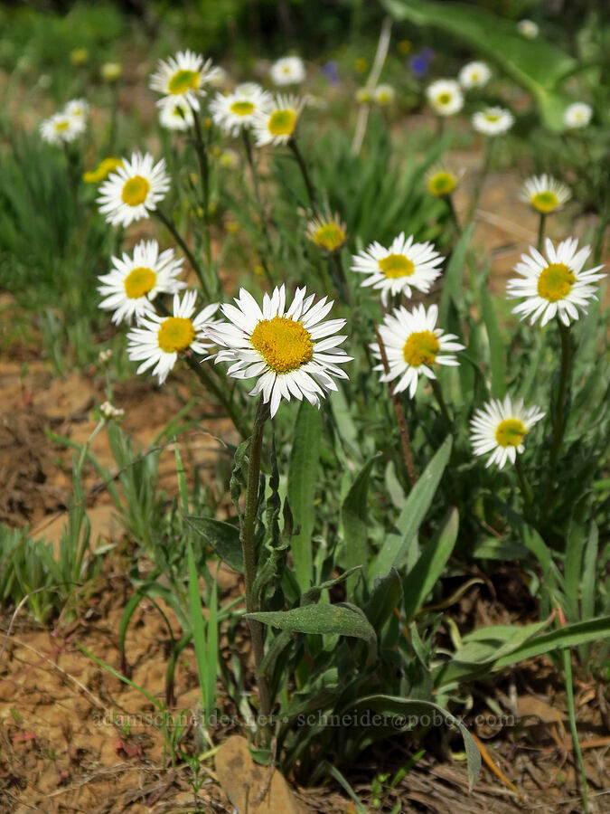 Eaton's shaggy fleabane (Erigeron eatonii var. villosus) [Independent Mine Trail, Ochoco National Forest, Crook County, Oregon]