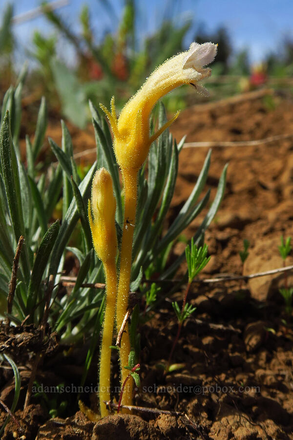 naked broomrape, yellow form (Aphyllon purpureum (Orobanche uniflora)) [Independent Mine Trail, Ochoco National Forest, Crook County, Oregon]