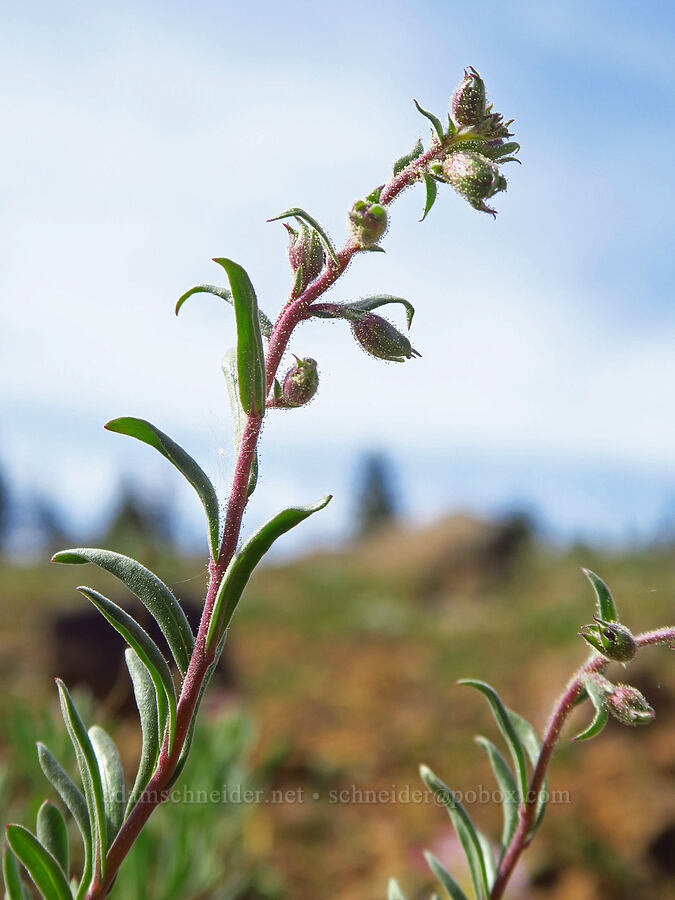 Gairdner's penstemon, budding (Penstemon gairdneri var. gairdneri) [Independent Mine Trail, Ochoco National Forest, Crook County, Oregon]
