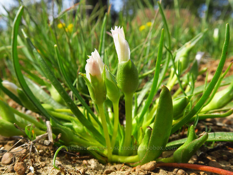 Nevada lewisia (Lewisia nevadensis) [Independent Mine Trail, Ochoco National Forest, Crook County, Oregon]