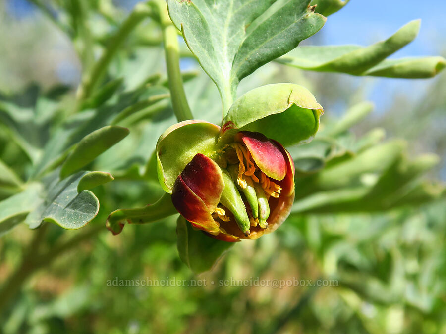 Brown's peony (Paeonia brownii) [Independent Mine Trail, Ochoco National Forest, Crook County, Oregon]