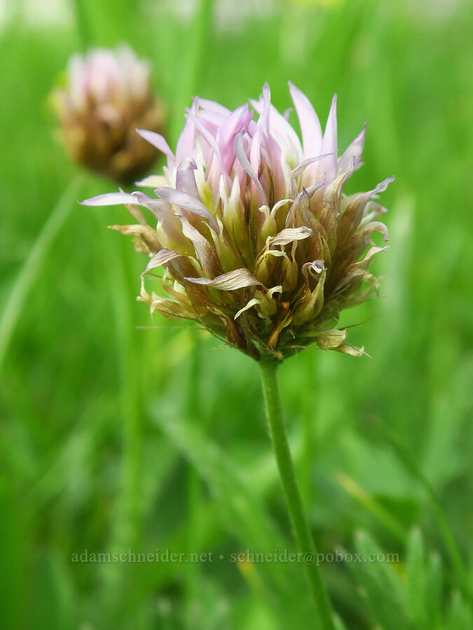 long-stalk clover (Trifolium longipes) [Forest Road 2630, Ochoco National Forest, Wheeler County, Oregon]