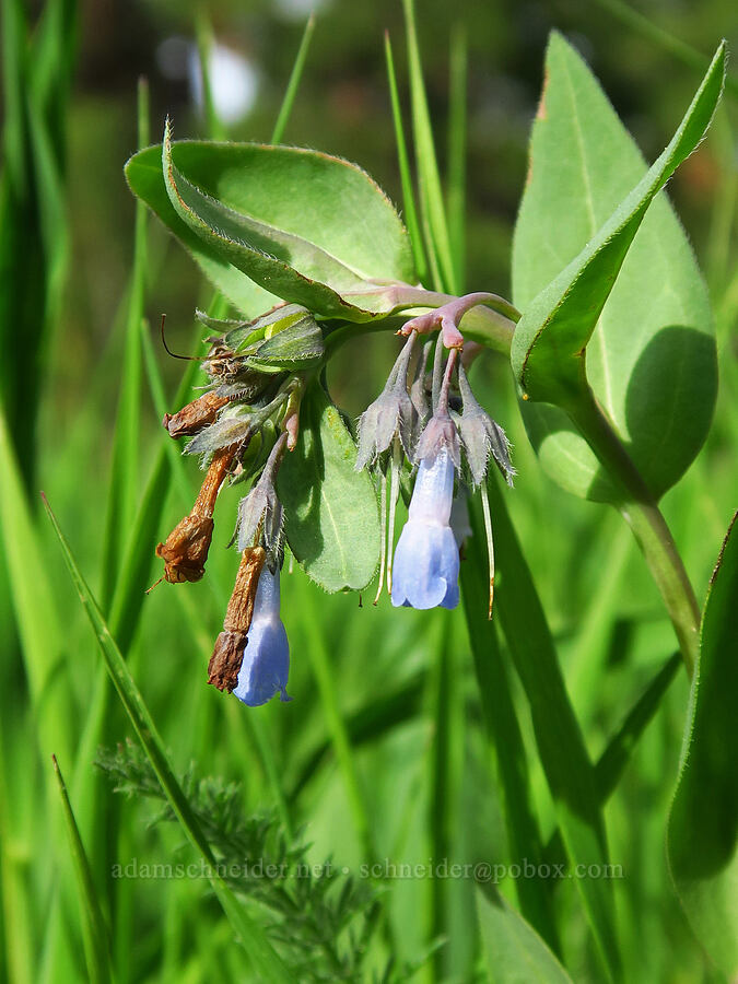 sagebrush bluebells (Mertensia oblongifolia) [Forest Road 2630, Ochoco National Forest, Wheeler County, Oregon]
