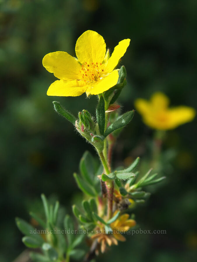 shrubby cinquefoil (Dasiphora fruticosa (Potentilla fruticosa)) [Grant Meadows, Ochoco National Forest, Crook County, Oregon]