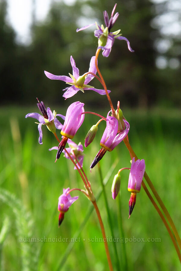 dark-throated shooting star (Dodecatheon pulchellum var. monanthum (Primula pauciflora var. monantha)) [Grant Meadows, Ochoco National Forest, Crook County, Oregon]