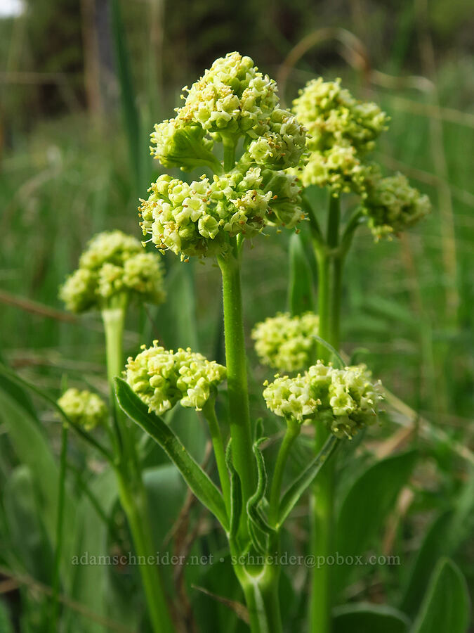 edible valerian (Valeriana edulis) [Grant Meadows, Ochoco National Forest, Crook County, Oregon]