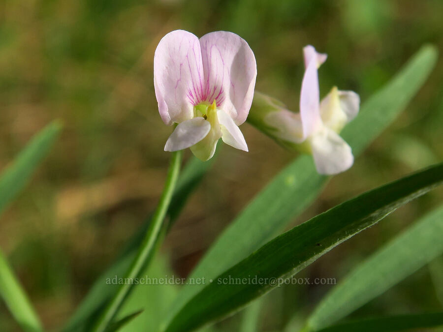 Lanzwert's pea-vine (Lathyrus lanszwertii var. lanszwertii) [Grant Meadows, Ochoco National Forest, Crook County, Oregon]