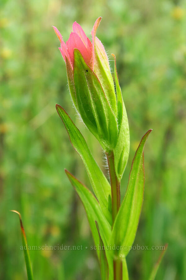 pink paintbrush (Castilleja miniata) [Bandit Spring, Ochoco National Forest, Crook County, Oregon]