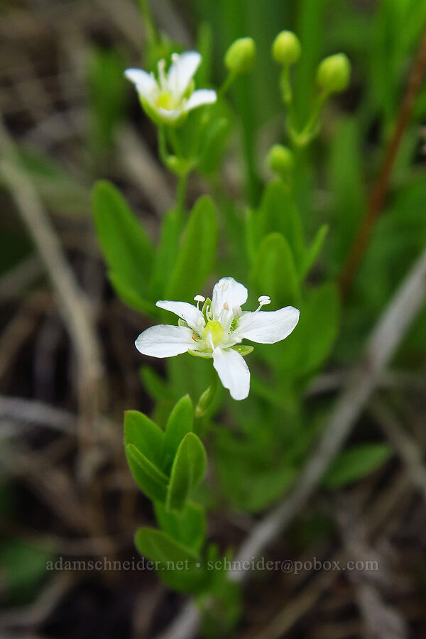 blunt-leaf sandwort (Moehringia lateriflora) [Bandit Spring, Ochoco National Forest, Crook County, Oregon]