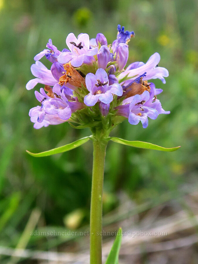 Rydberg's penstemon (Penstemon rydbergii) [Bandit Spring, Ochoco National Forest, Crook County, Oregon]