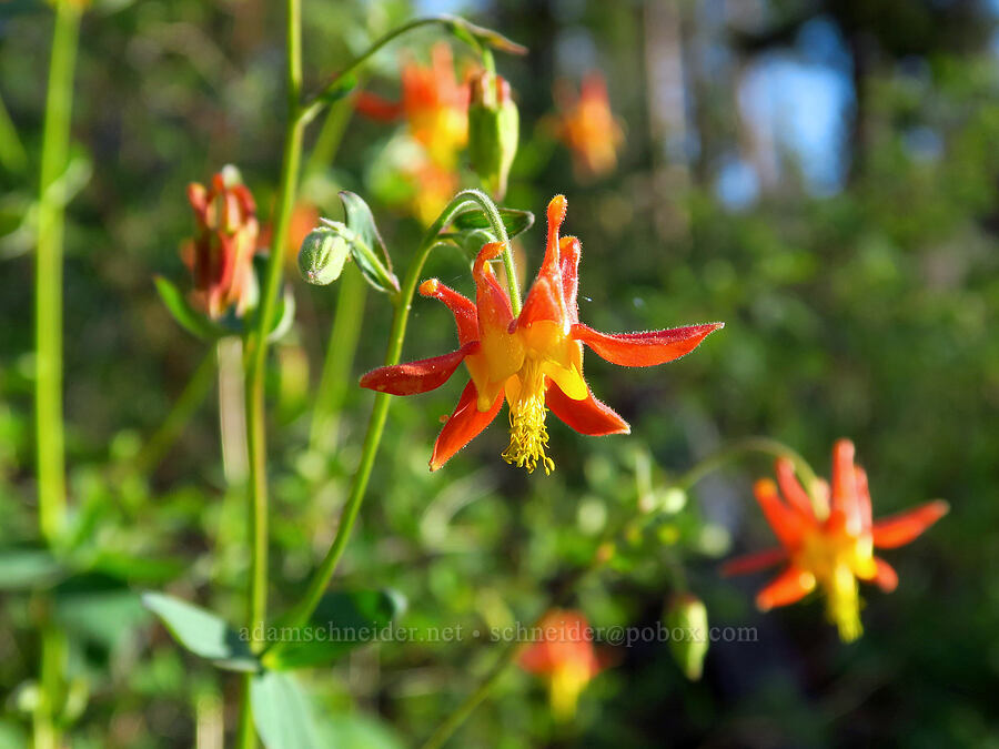 western columbine (Aquilegia formosa) [Forest Road 2600-700, Ochoco National Forest, Wheeler County, Oregon]