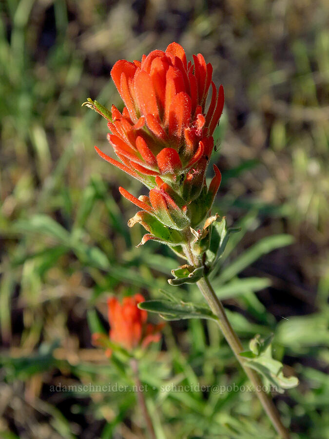 Peck's paintbrush (Castilleja peckiana) [Forest Road 2600-700, Ochoco National Forest, Wheeler County, Oregon]