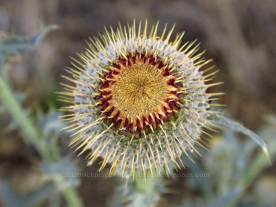 inter-mountain thistle (Cirsium inamoenum) [Forest Road 2600-700, Ochoco National Forest, Wheeler County, Oregon]