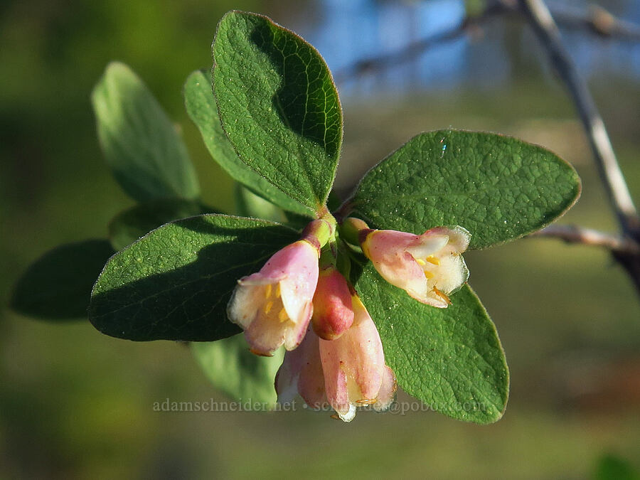 snowberry flowers (Symphoricarpos sp.) [Forest Road 2600-700, Ochoco National Forest, Wheeler County, Oregon]