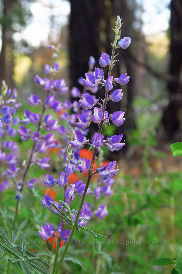 spurred lupines (Lupinus arbustus) [Forest Road 2600-700, Ochoco National Forest, Wheeler County, Oregon]
