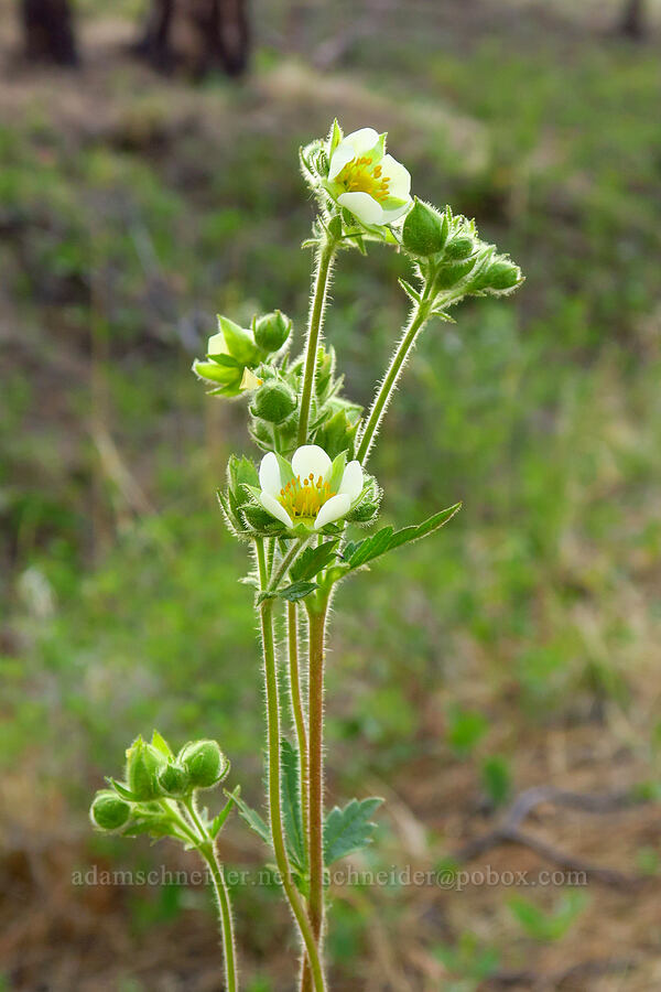 valley cinquefoil (Cordilleran wood-beauty) (Drymocallis convallaria (Potentilla arguta var. convallaria)) [Forest Road 2600-700, Ochoco National Forest, Wheeler County, Oregon]
