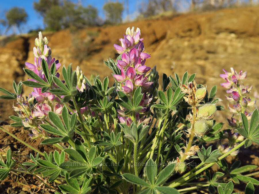 dry-ground lupine (Lupinus lepidus var. aridus) [U.S. Highway 26, Ochoco National Forest, Wheeler County, Oregon]