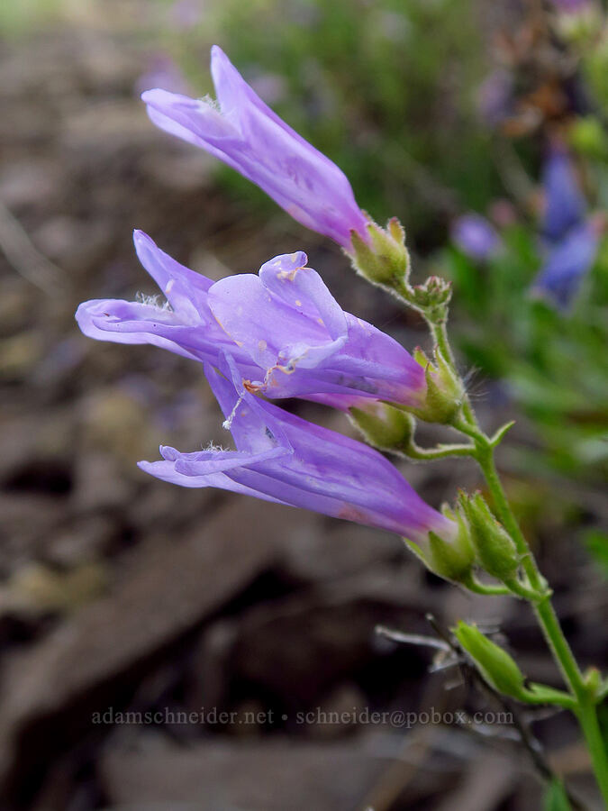 shrubby penstemon (Penstemon fruticosus) [U.S. Highway 26, Ochoco National Forest, Wheeler County, Oregon]