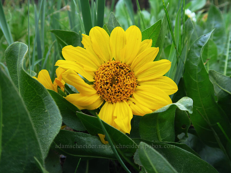 yellow mule's-ears (Wyethia amplexicaulis) [Forest Road 27, Ochoco National Forest, Crook County, Oregon]