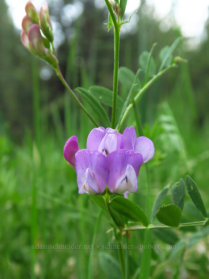 American vetch (Vicia americana) [Forest Road 27, Ochoco National Forest, Crook County, Oregon]