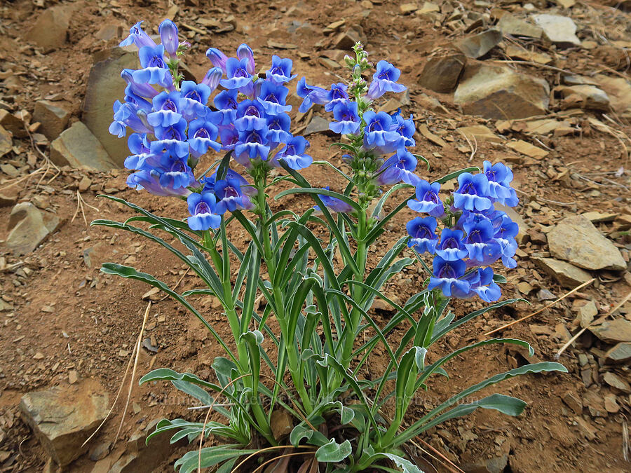 showy penstemon (Penstemon speciosus) [Forest Road 27, Ochoco National Forest, Crook County, Oregon]