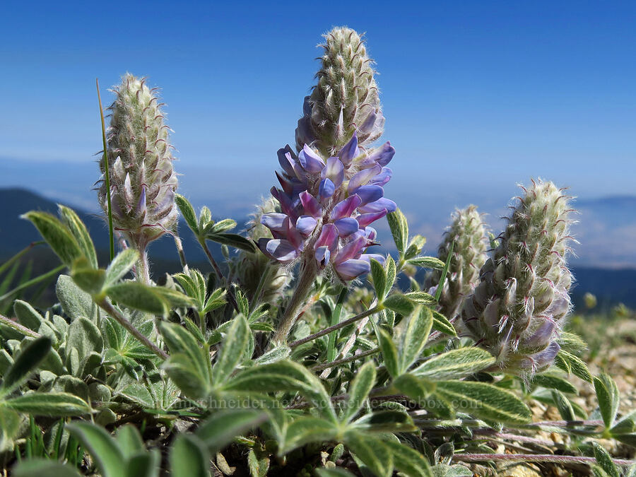 Mt. Ashland lupine (Lupinus aridus ssp. ashlandensis (Lupinus lepidus var. ashlandensis)) [Mount Ashland, Rogue River-Siskiyou National Forest, Jackson County, Oregon]