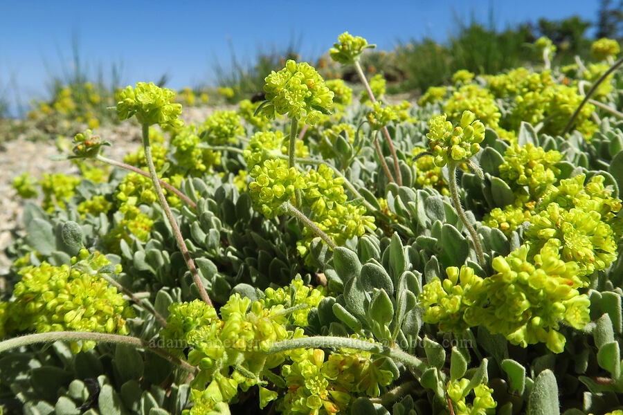 Jaynes Canyon buckwheat (Eriogonum diclinum) [Mount Ashland, Rogue River-Siskiyou National Forest, Jackson County, Oregon]