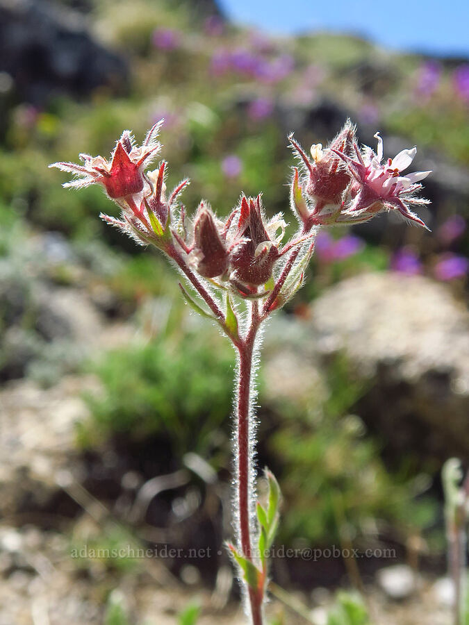 Henderson's horkelia (Horkelia hendersonii) [Mount Ashland, Rogue River-Siskiyou National Forest, Jackson County, Oregon]