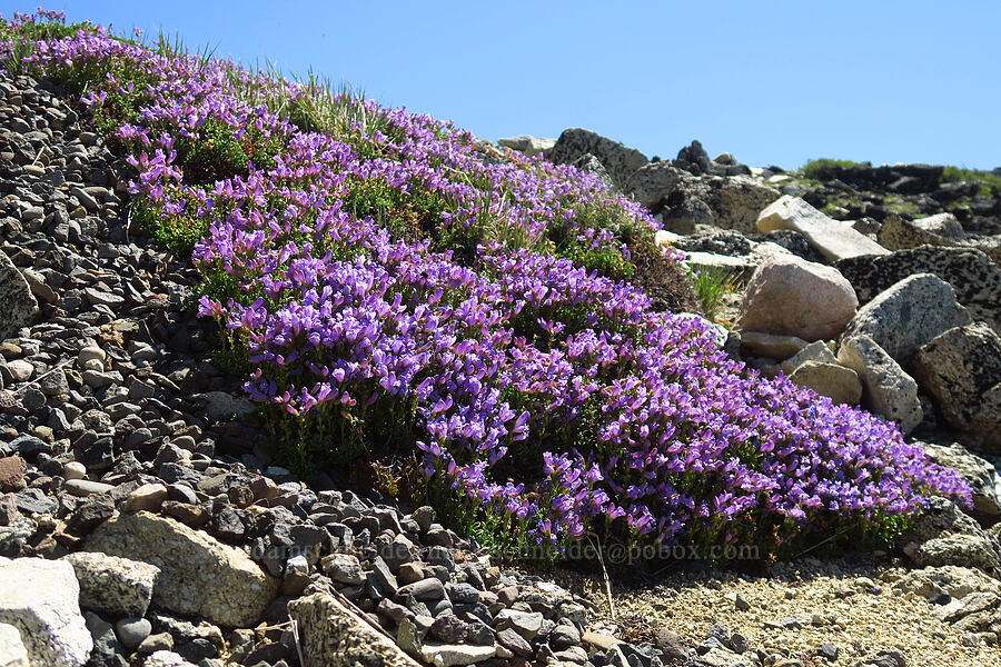 Davidson's penstemon (Penstemon davidsonii var. davidsonii) [Mount Ashland, Rogue River-Siskiyou National Forest, Jackson County, Oregon]