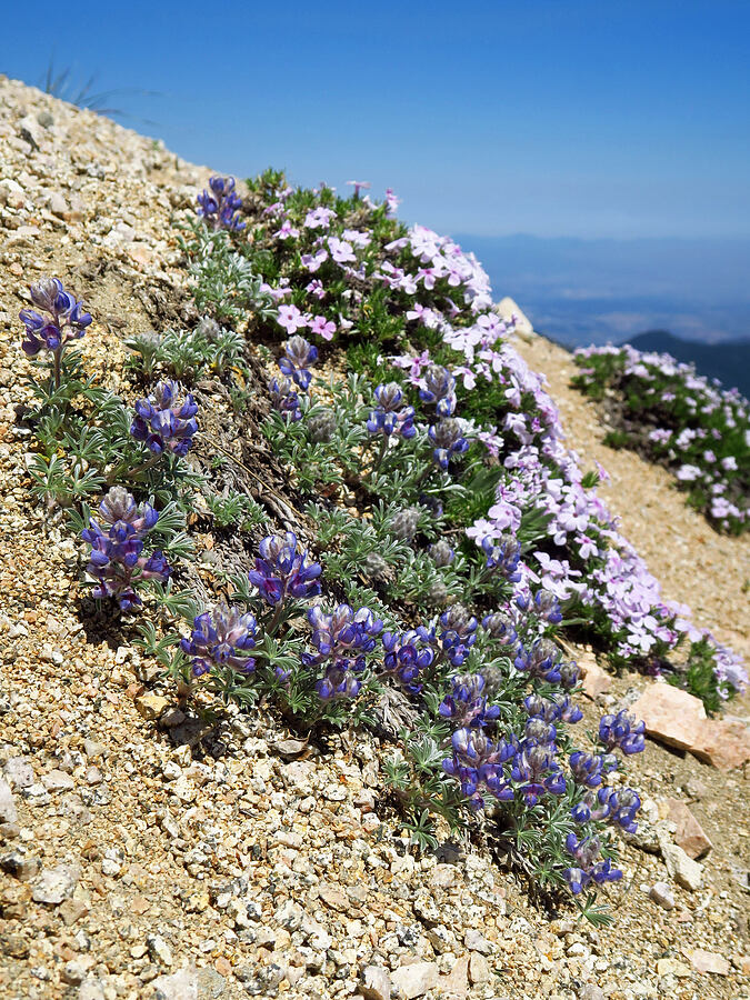 Brewer's lupine & spreading phlox (Lupinus breweri, Phlox diffusa) [Mount Ashland, Rogue River-Siskiyou National Forest, Jackson County, Oregon]