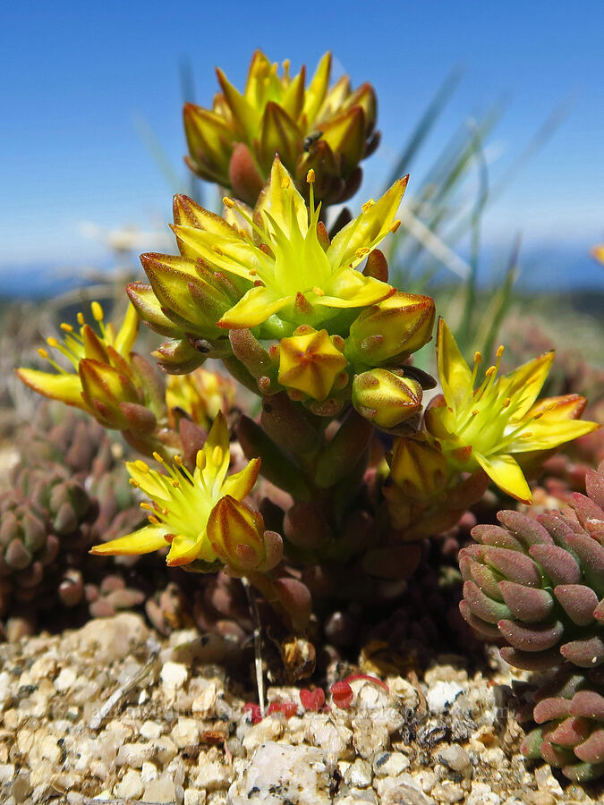 lance-leaf stonecrop (Sedum lanceolatum) [Mount Ashland, Rogue River-Siskiyou National Forest, Jackson County, Oregon]