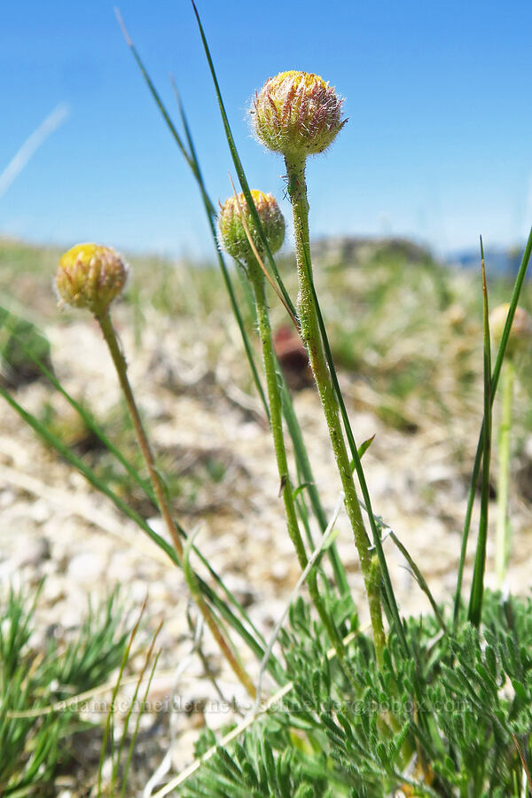 cut-leaf fleabane, rayless form (Erigeron compositus) [Mount Ashland, Rogue River-Siskiyou National Forest, Jackson County, Oregon]