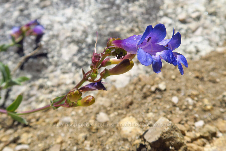 short-stalk penstemon (Penstemon parvulus (Penstemon azureus var. parvulus)) [Mount Ashland, Rogue River-Siskiyou National Forest, Jackson County, Oregon]