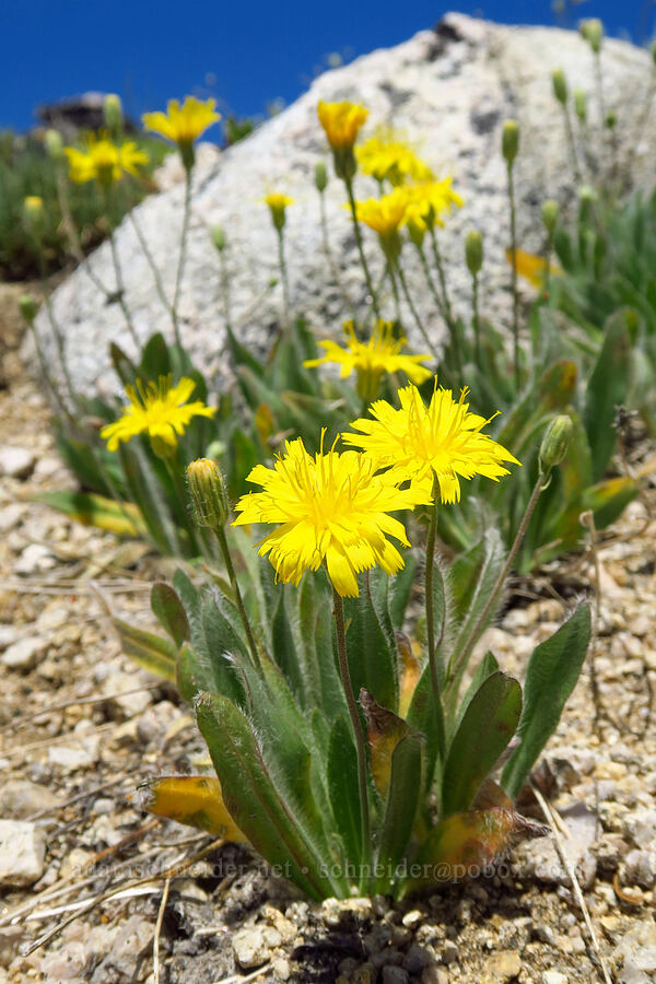 Scouler's hawkweed (Hieracium scouleri (Pilosella scouleri)) [Mount Ashland, Rogue River-Siskiyou National Forest, Jackson County, Oregon]