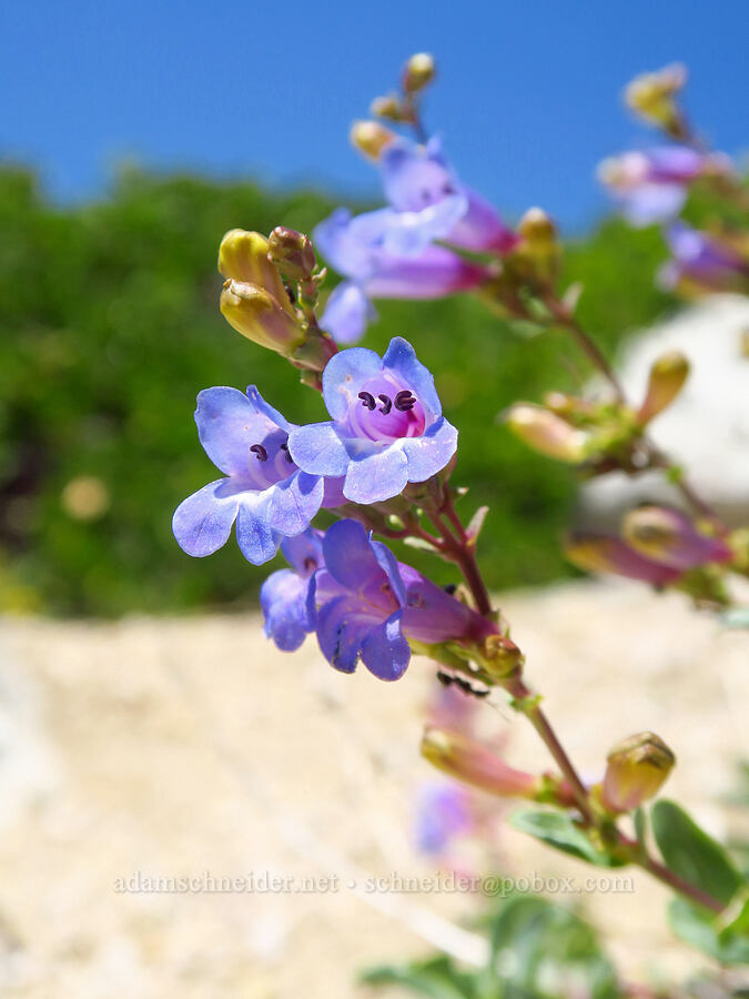 azure penstemon (?) (Penstemon azureus) [Mount Ashland, Rogue River-Siskiyou National Forest, Jackson County, Oregon]